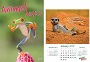 Animal Antics Wall. Animal Antics Wall.